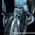 劇場版 NHKスペシャル 世界初撮影!深海の超巨大イカ 作品