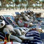 スノー・ドッグ 作品