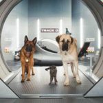 キャッツ&ドッグス 地球最大の肉球大戦争 作品