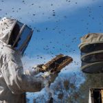 みつばちの大地 作品