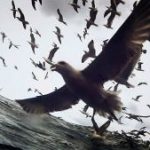 リヴァイアサン 作品