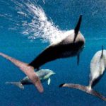 ドルフィン・グライド 作品