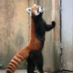 立つどうぶつ物語 作品