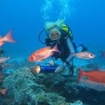 ワンダー・アンダー・ウォーター 原色の海 作品